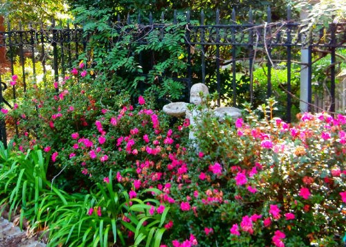 Garden